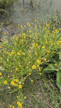 Longdisk Sneezeweed