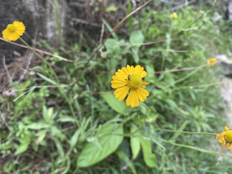 Longdisk Sneezeweed photo 2
