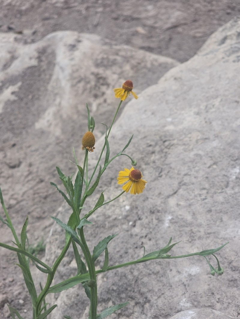 Longdisk Sneezeweed photo 3
