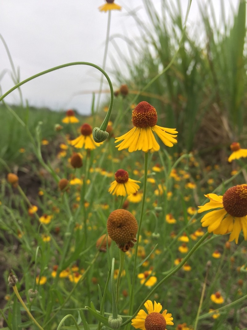 Longdisk Sneezeweed photo 4