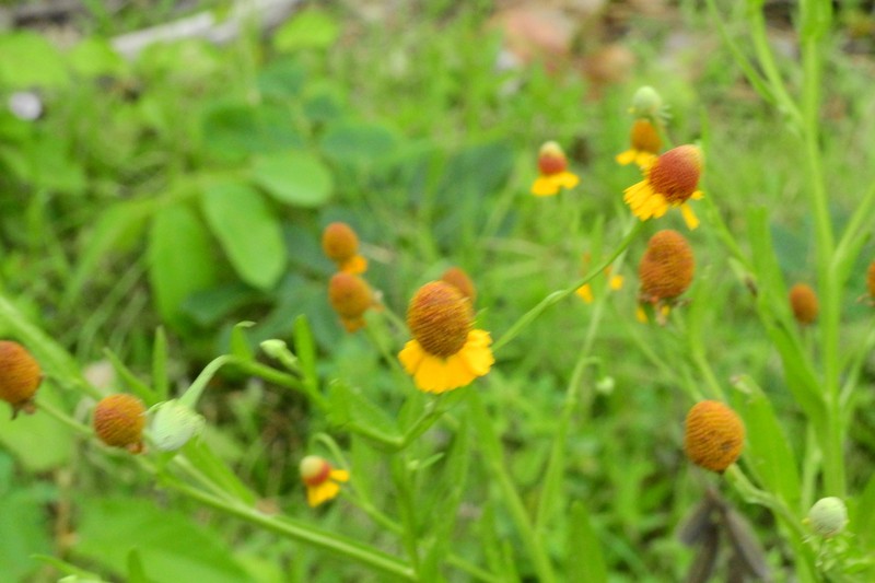 Longdisk Sneezeweed photo 5