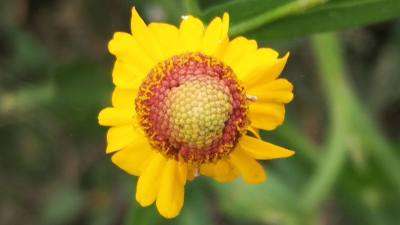 Longdisk Sneezeweed photo 6