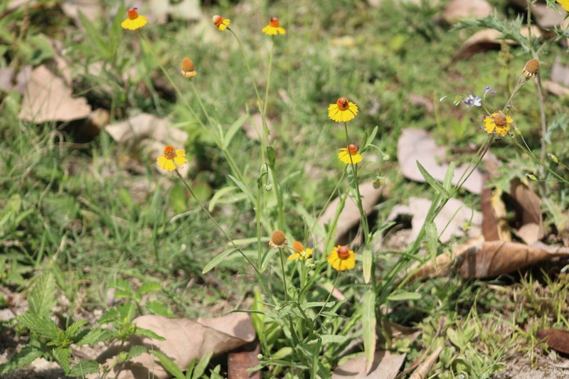 Longdisk Sneezeweed photo 7