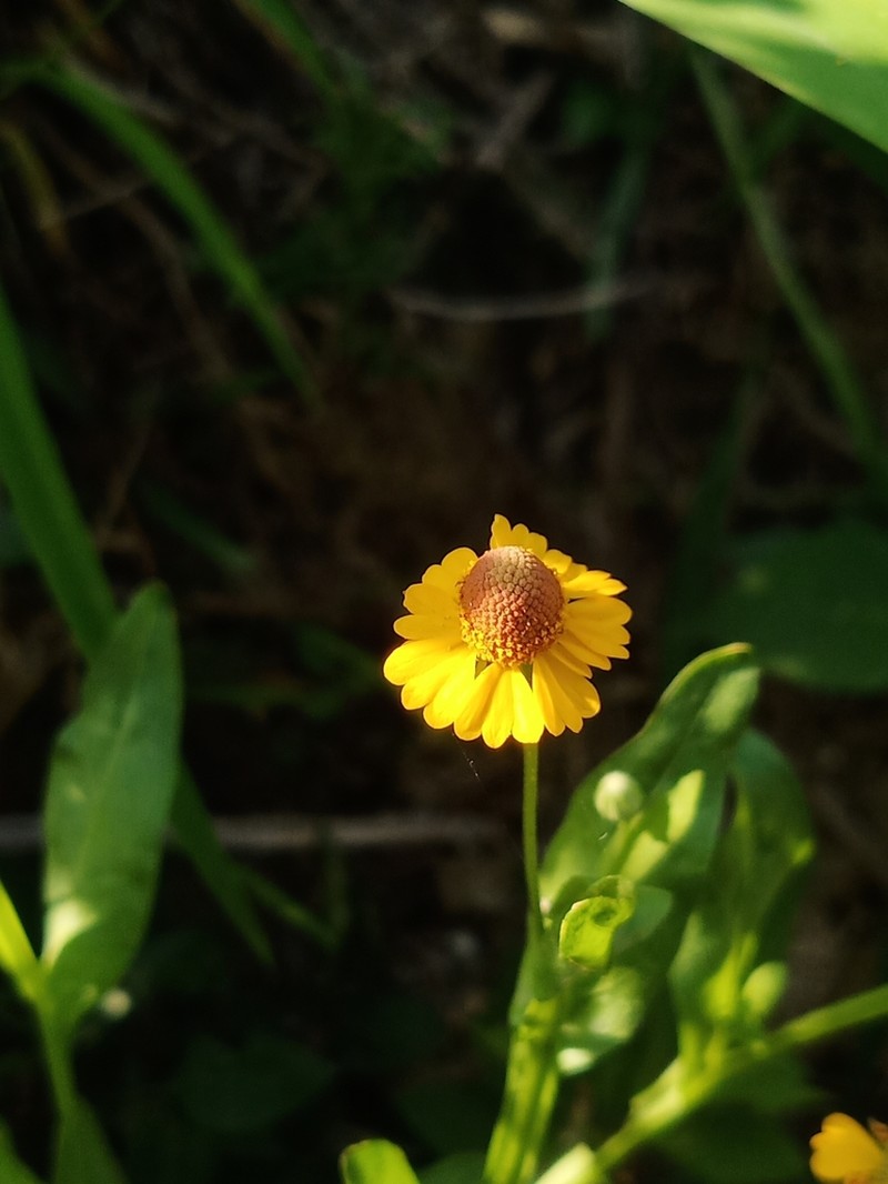 Longdisk Sneezeweed photo 8