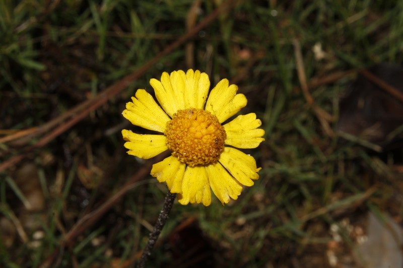 Helenium scaposum