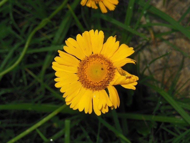 Helenium apterum