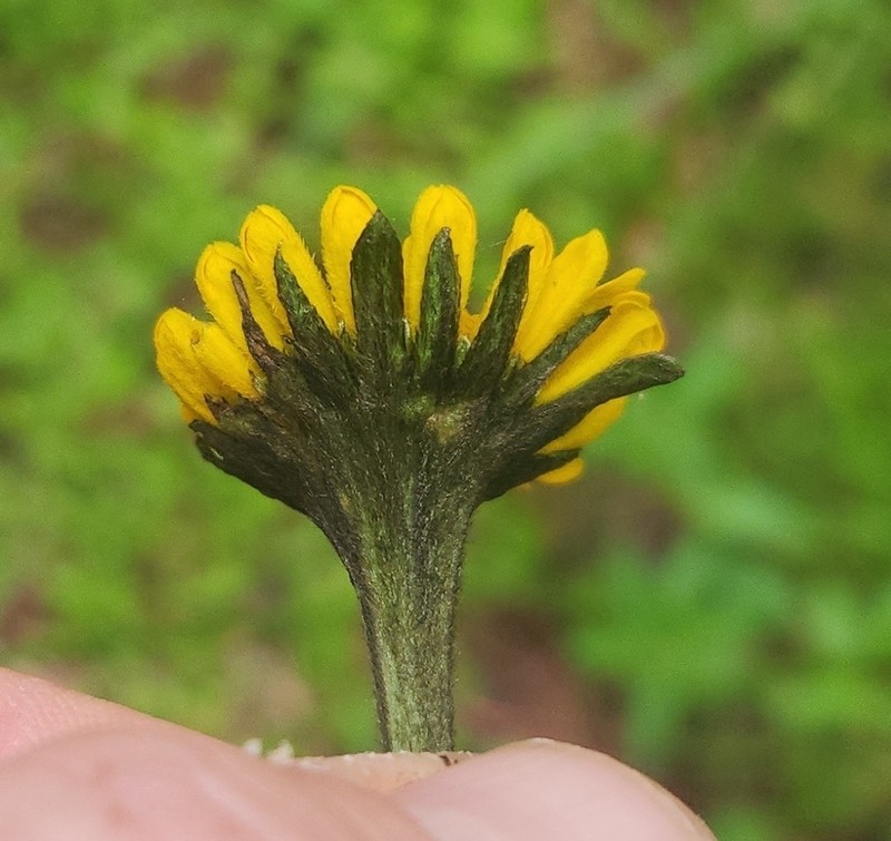Helenium apterum photo 2