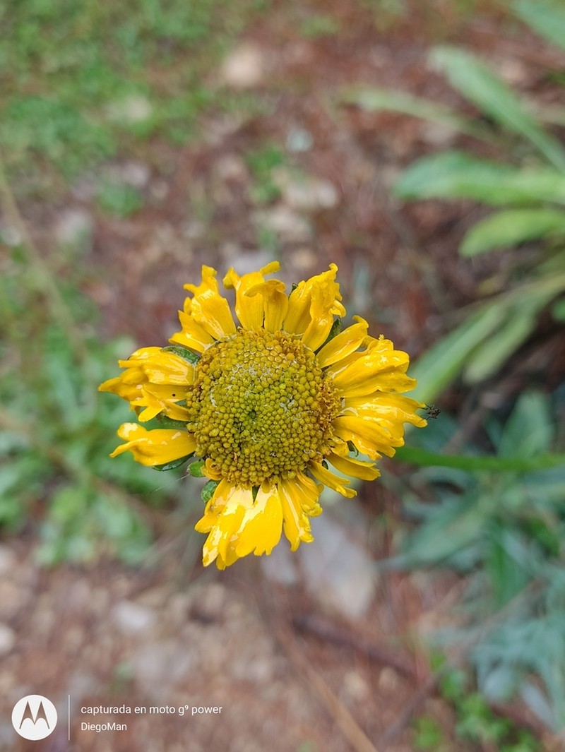 Helenium apterum photo 3