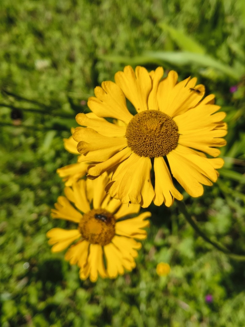 Helenium apterum photo 4