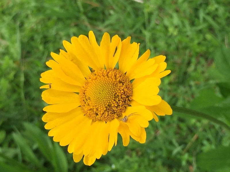 Helenium apterum photo 5