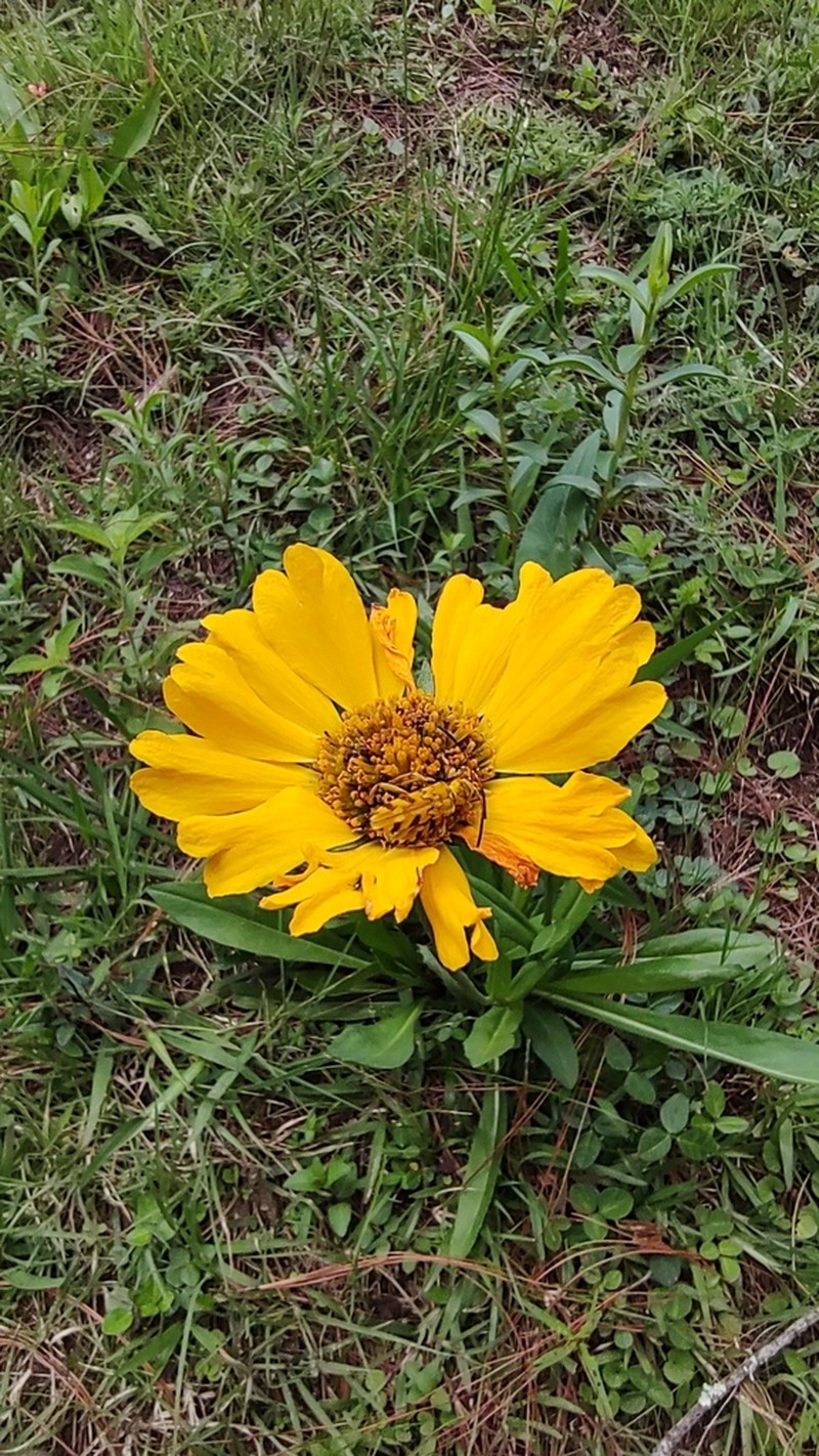 Helenium apterum photo 6