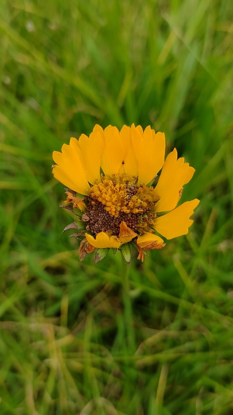 Helenium apterum photo 7