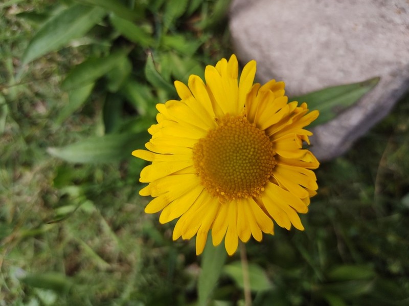 Helenium apterum photo 8