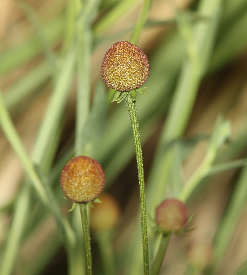 Thurber's Sneezeweed