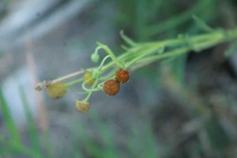 Thurber's Sneezeweed photo 3
