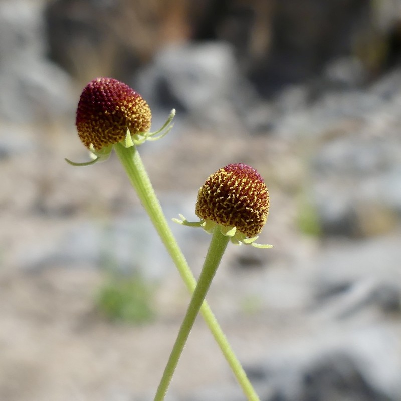Thurber's Sneezeweed photo 4