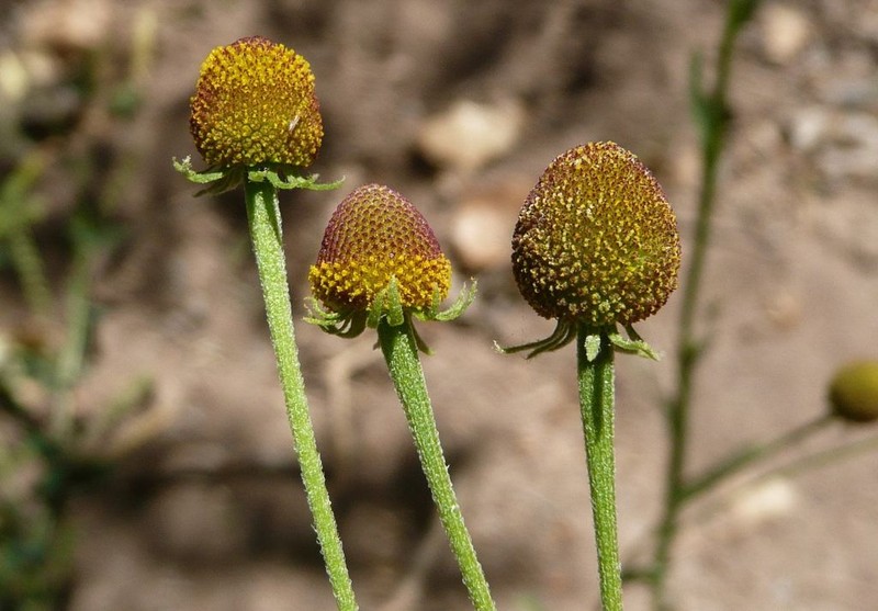 Thurber's Sneezeweed photo 5