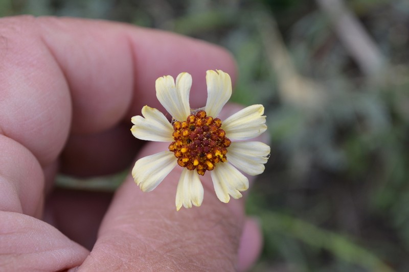 Helenium uniflorum