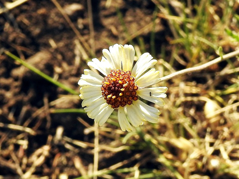 Helenium uniflorum photo 2