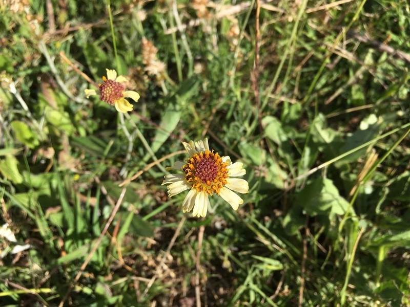 Helenium uniflorum photo 3