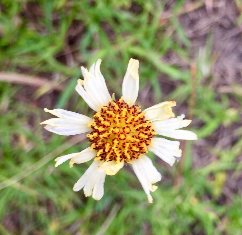 Helenium uniflorum photo 4