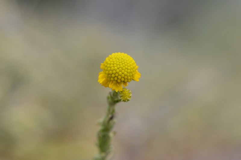 Helenium urmenetae photo 3