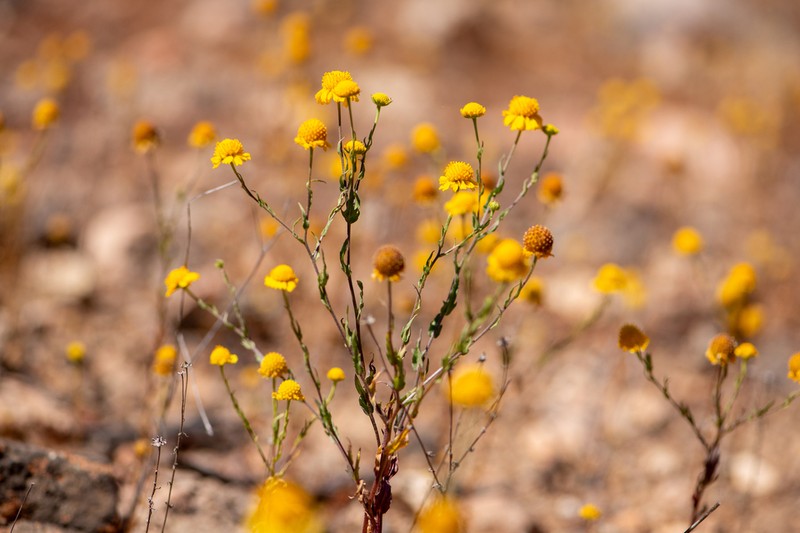 Helenium urmenetae photo 4