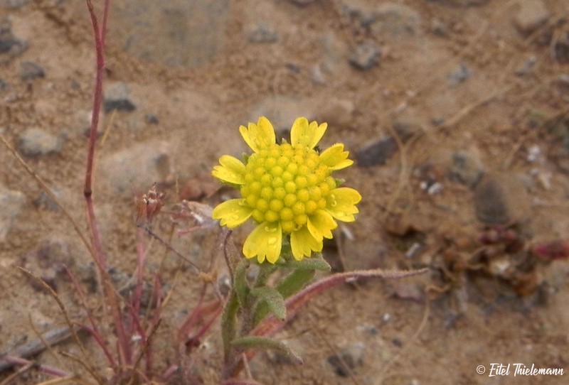 Helenium urmenetae photo 6