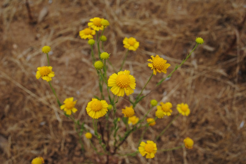 Helenium urmenetae