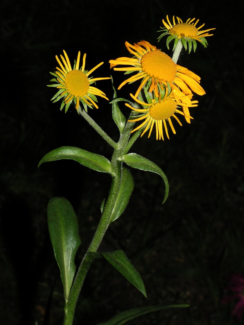 Savannah Sneezeweed photo 2