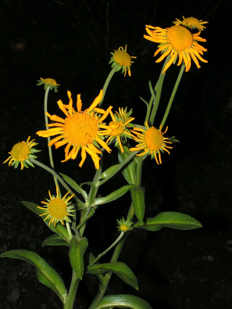 Savannah Sneezeweed photo 3