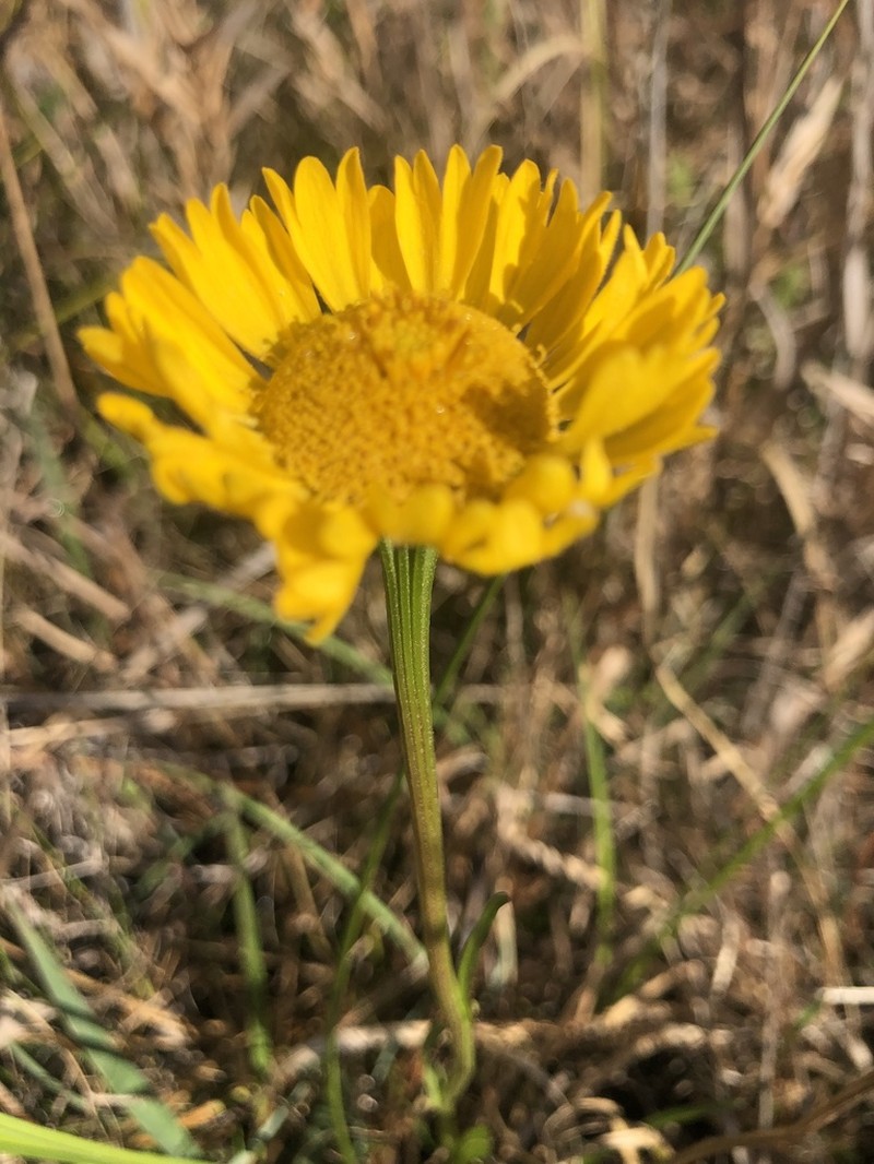 Savannah Sneezeweed