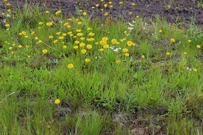Savannah Sneezeweed photo 2