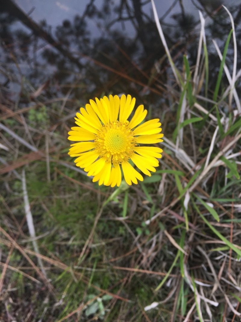 Savannah Sneezeweed photo 3