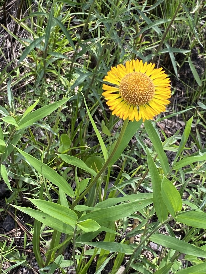 Savannah Sneezeweed photo 4