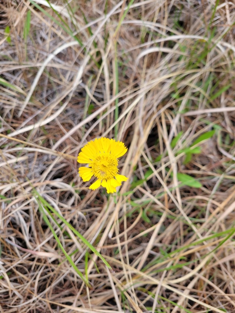 Savannah Sneezeweed photo 5