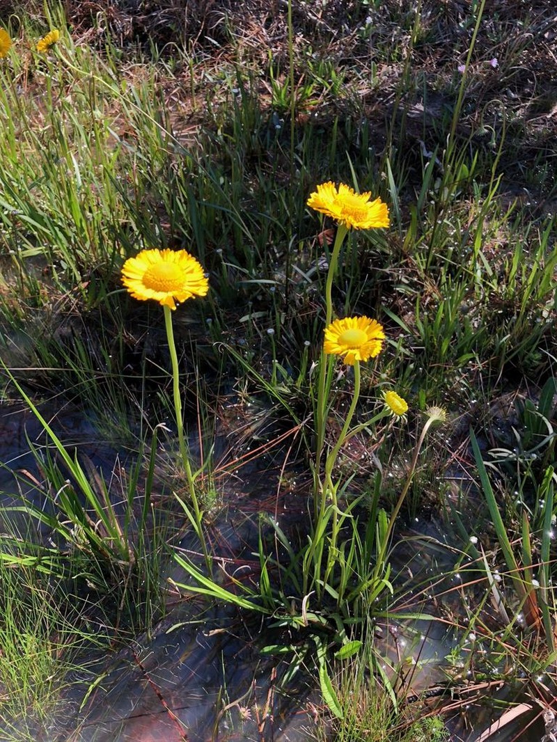 Savannah Sneezeweed photo 6