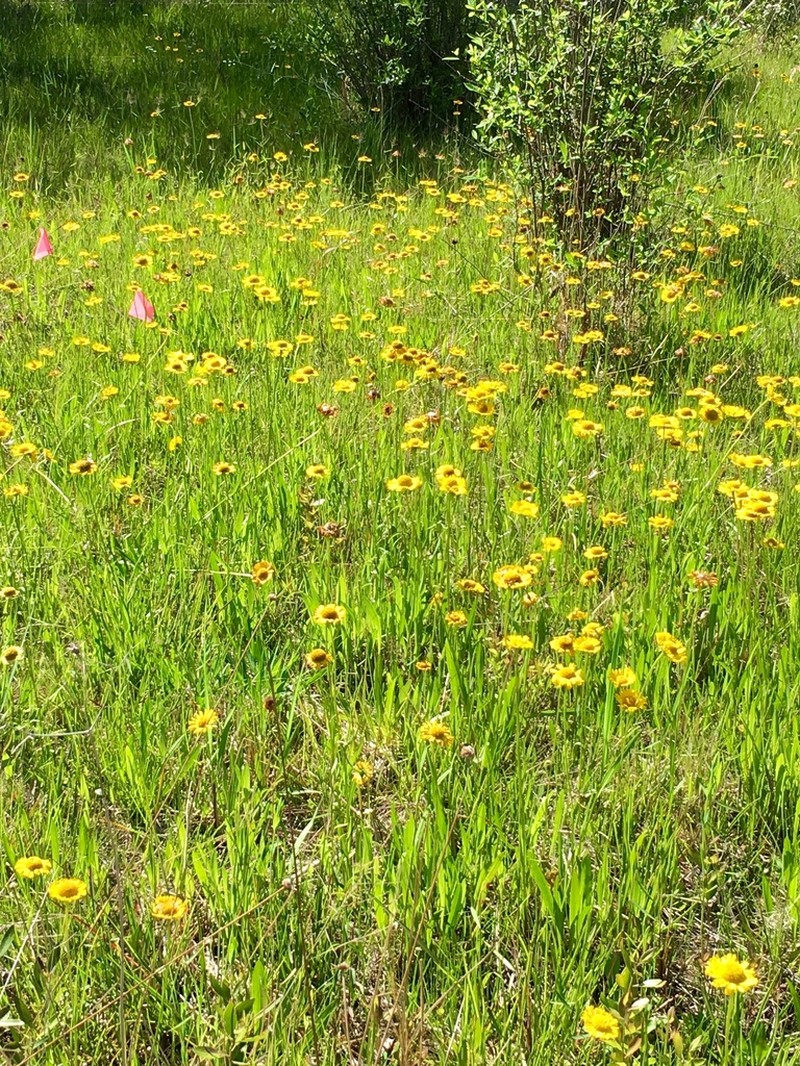 Savannah Sneezeweed photo 7