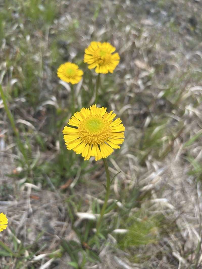 Savannah Sneezeweed photo 8