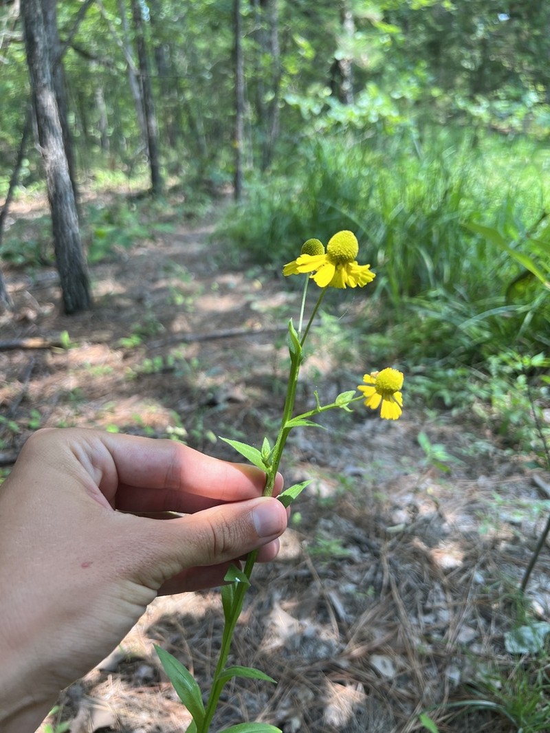 Virginia Sneezeweed