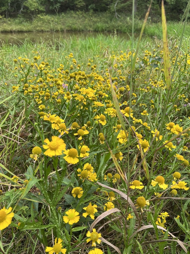 Virginia Sneezeweed photo 2