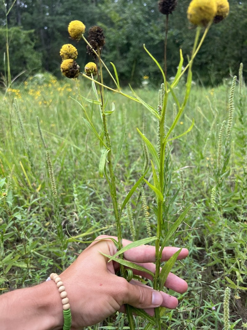 Virginia Sneezeweed photo 3