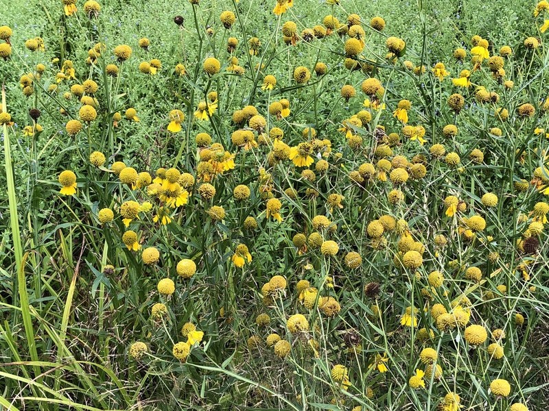 Virginia Sneezeweed photo 5