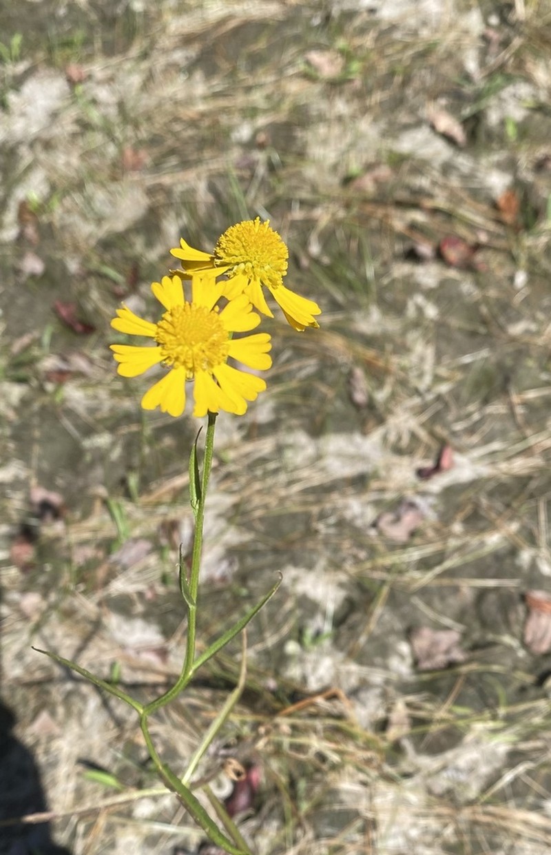 Virginia Sneezeweed photo 6