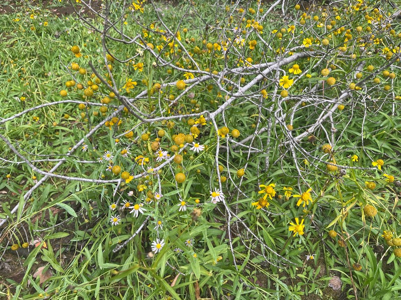 Virginia Sneezeweed photo 7