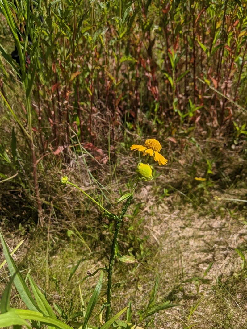 Virginia Sneezeweed photo 8