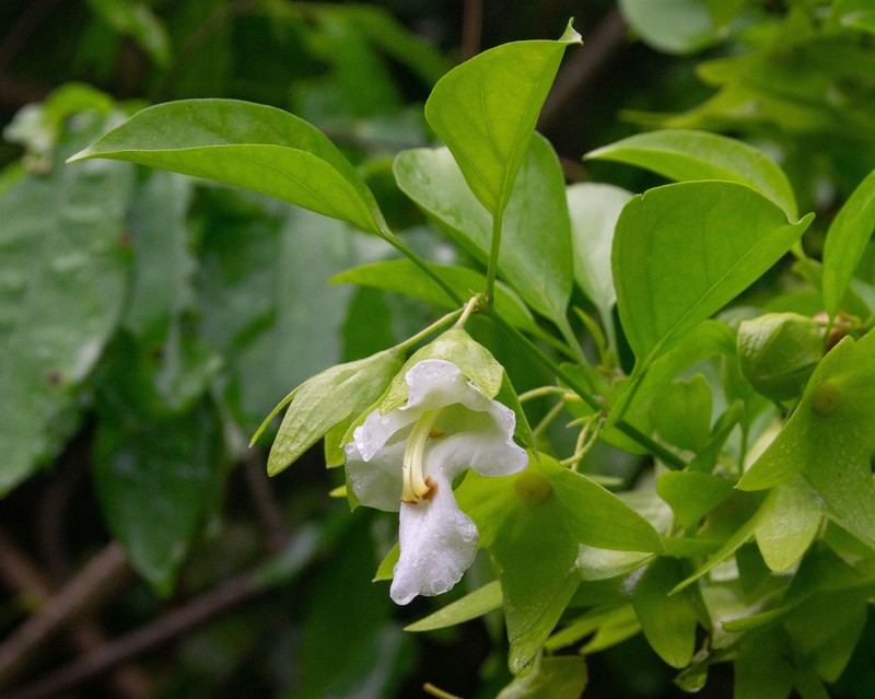 Heliacria maritima