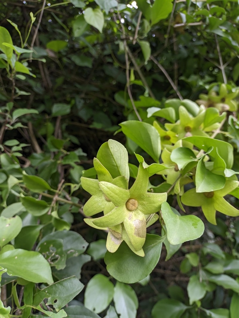 Heliacria maritima photo 3
