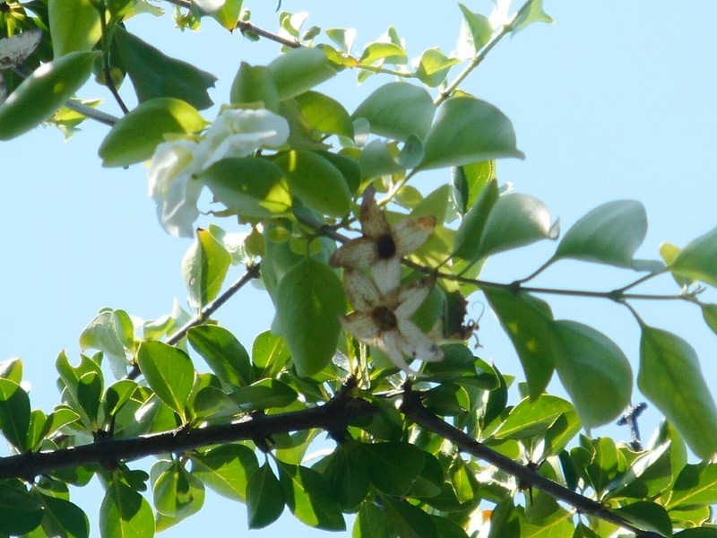 Heliacria maritima photo 4