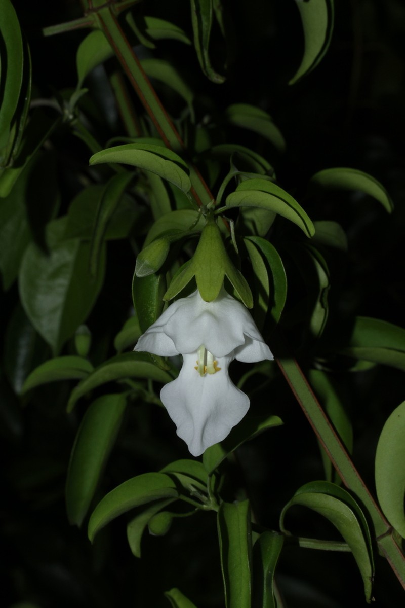 Heliacria maritima photo 5